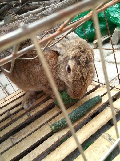 兔子吃生瓜吗怎么吃的,兔子如何享用生瓜的秘密