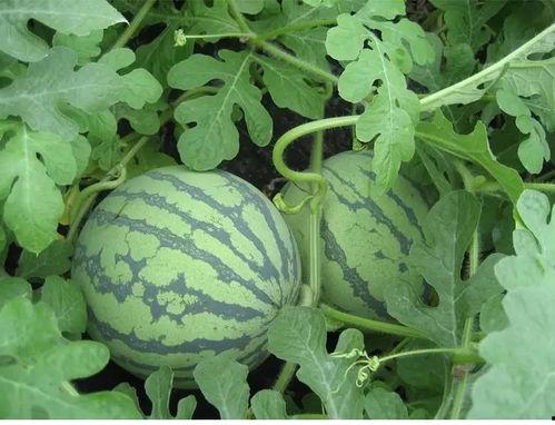 被绿吃瓜,揭秘娱乐圈被绿吃瓜背后的真相