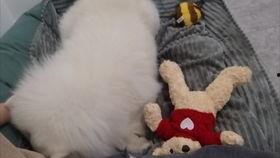 小汪吃瓜酱,揭秘娱乐圈那些不为人知的幕后故事