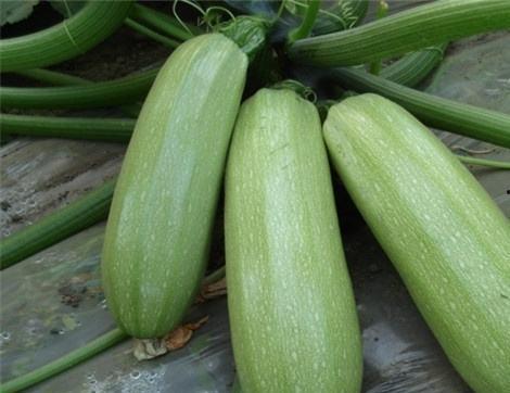 多好的瓜吃几口