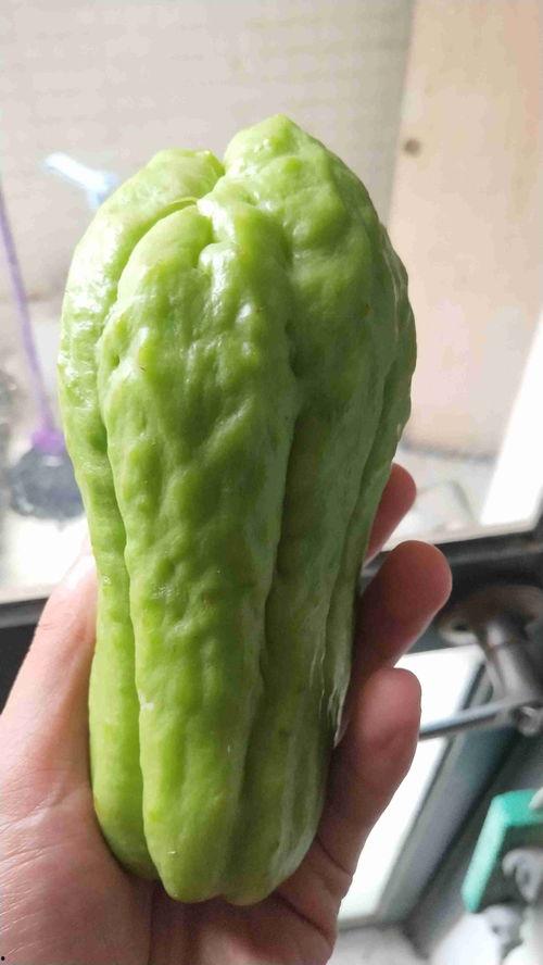 日本木纹瓜怎么吃,日本木纹瓜的多样食法探索