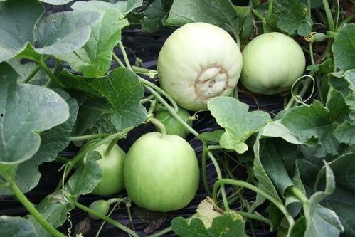 四处吃瓜吃瓜快乐