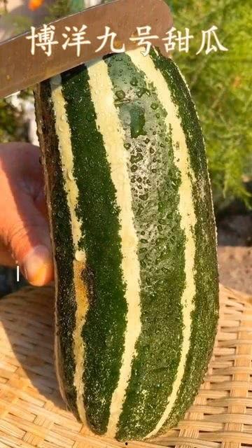 带你吃瓜瓜的瓜