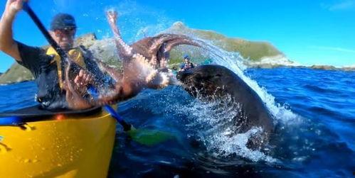 吃瓜海豹,揭秘网络红人的幕后故事